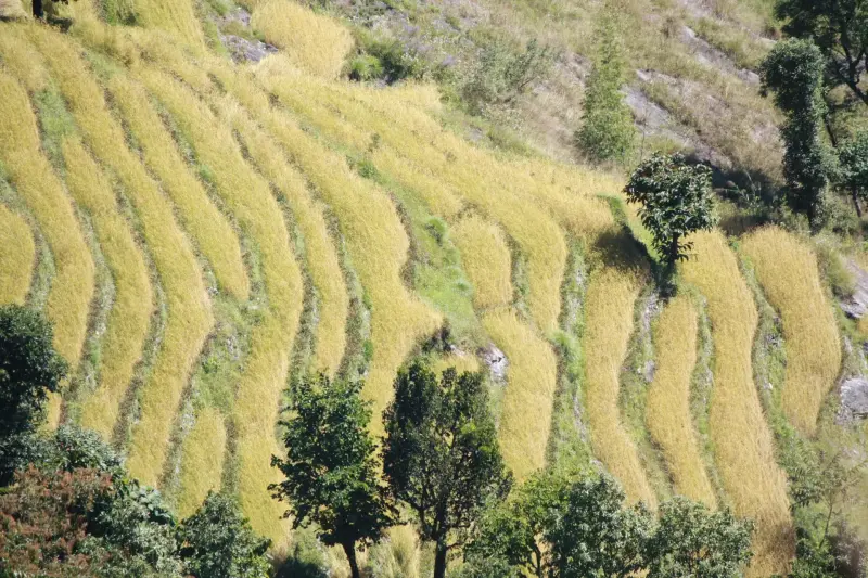 Goechela Trek - To the foot of Kanchenjunga gallery image