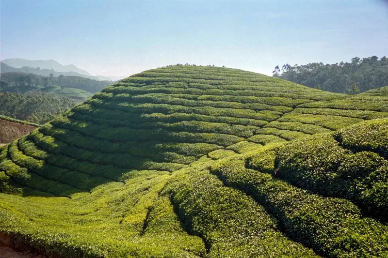 Discover Kerala gallery image
