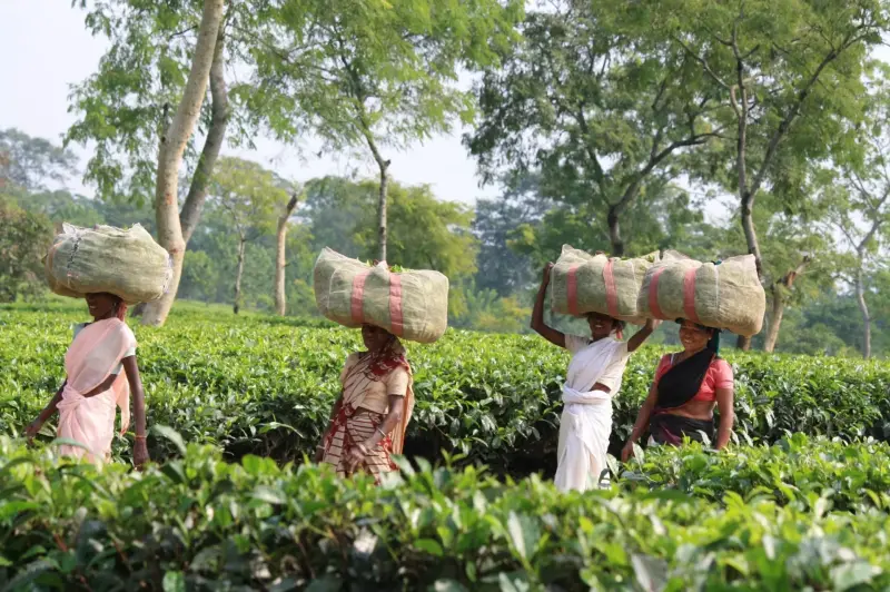Discover Kerala gallery image
